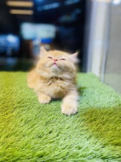 Healthy and active kitten