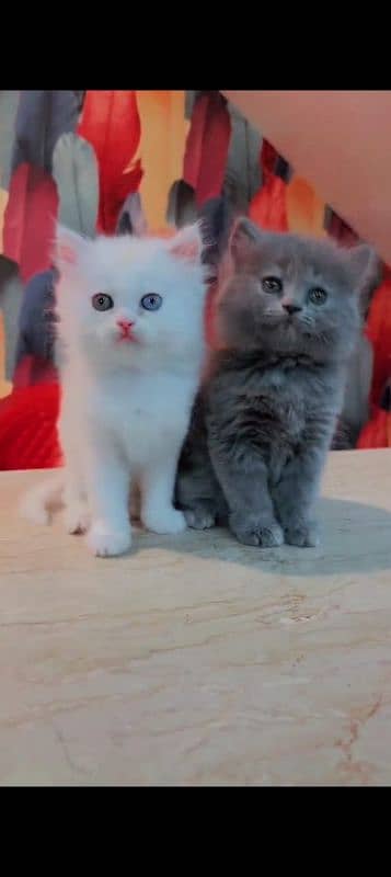 British Shorthair Pets4homes Persian Cats Mixed Breed Kitten