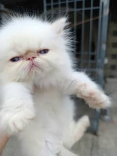 High quality peke kittens from CFA bloodline father