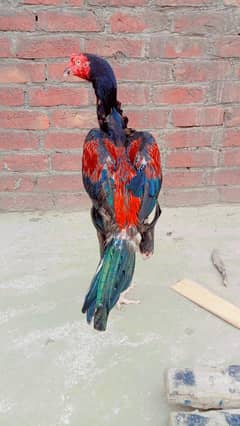 Aseel home breed ptha ge 10 month
