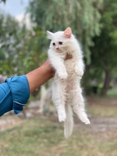 Persian Kittens