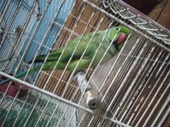 Green Parrot