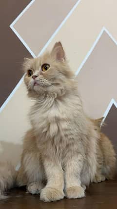 Persian
