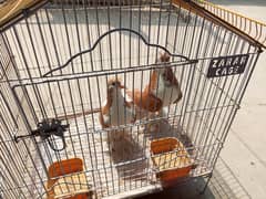 Laal Shirazi Breeder Pair