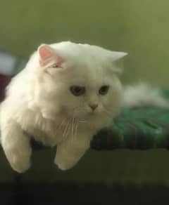 Persian cat pair for sale
