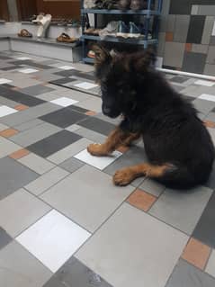 German