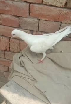 udar madi suba 6 se sham 5 tak udar