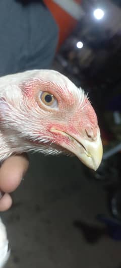 Parrot beak  pathi