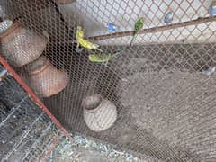 parrots for sale