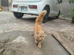Persian cat triple coated