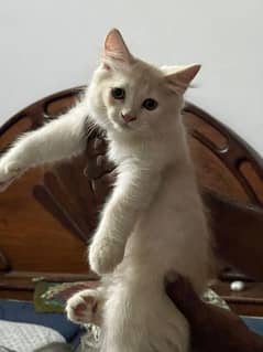 pershion cats
