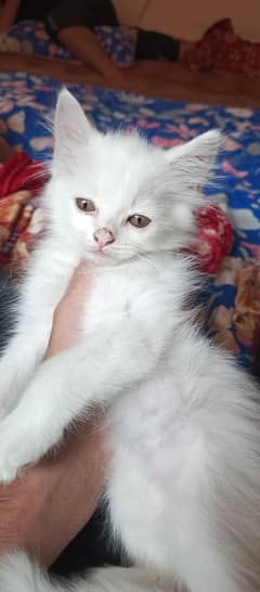 Persian