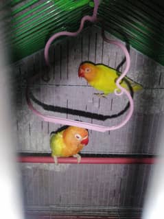 love