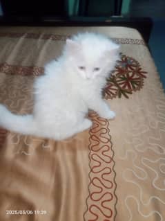 4 months old. triple coat male white Persian kitten