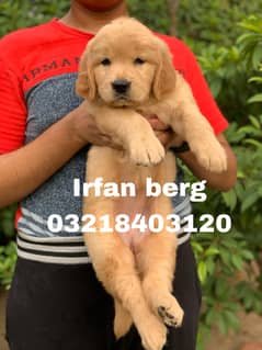 Golden  retriever  pedigreed puppies  From imported blood Lines