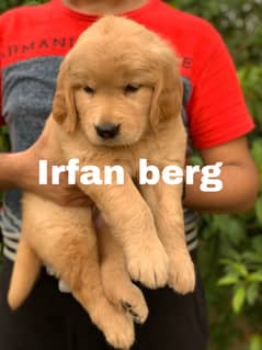 Golden  retriever  pedigreed puppies  From imported blood Lines