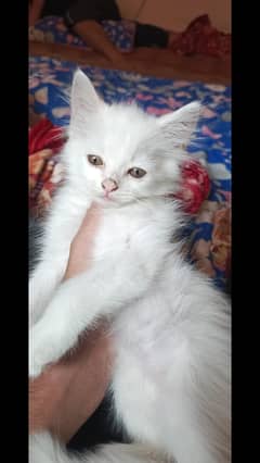 Male Persian Kitten