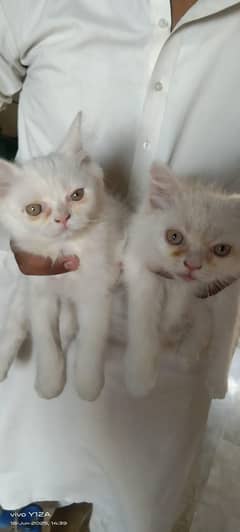 cats pair