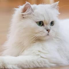 White Persian cat double coated