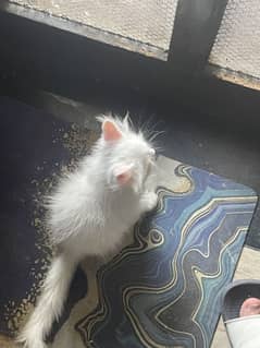 Persian Male Kittens