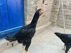 Black shamo