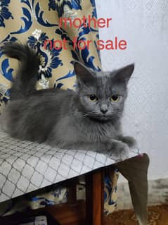 Persian cat gray