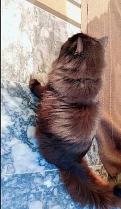 Urgent sale persian cat triple coated