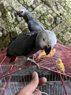African grey self babies