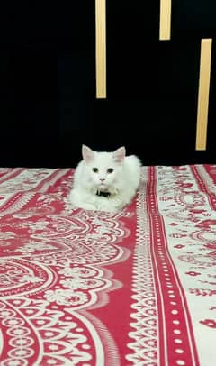 3 Female  Kitten, Age 6 and Half Month