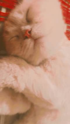 Male persian kitten
