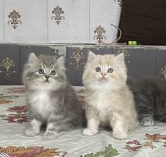 pure breed punch face doll face kittens triple coated cash on delivery