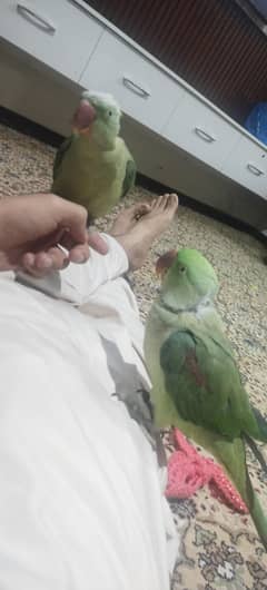 kashmiri raw parrot