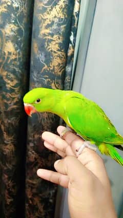 green ringneck