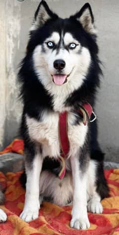 siberian husky puppies up for sale