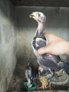 oh king shamo chicks