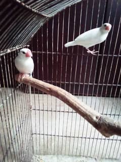 Budgie Or Jawa
