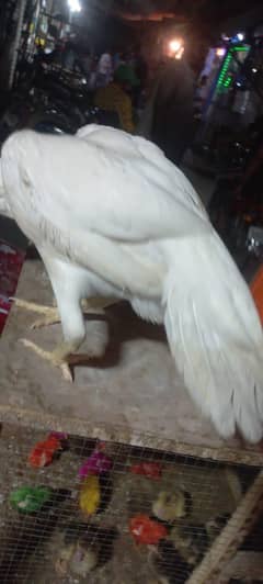 White Parrot Beak Female