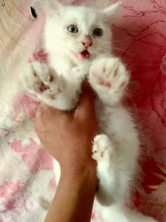 persian