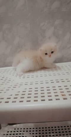 Pure persians and exotics