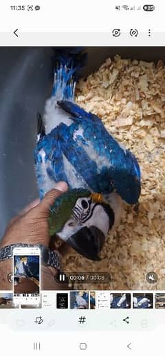 Bleu gold macaw chicks available
