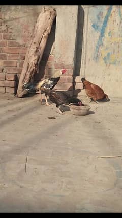Murga Murgi for Sale.