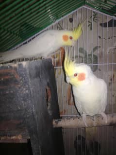 Red eyes cream cocktails breeder pair
