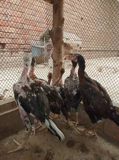 Aseel Pathy Pathiyan For Sale Faisalabad