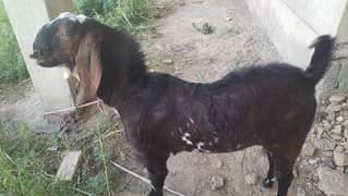 Desi Bakra