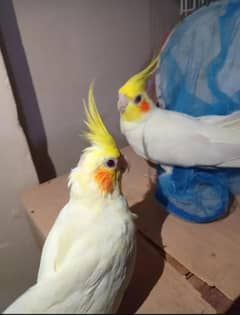 cream cocktail breeding