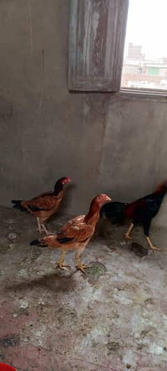 Aseel murga murgi