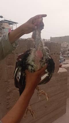 Cheena Aseel Murgha (Rooster)