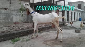 Makhi