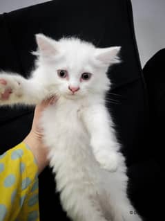 60 days old Triple coated Persian Kittens for sale