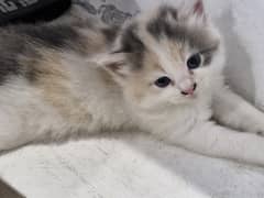60 days old Triple coated Persian Kittens for sale